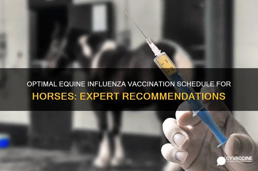 how often should a horse be vaccinated for equie influenza