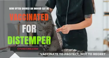 Indoor Cat Distemper Vaccination: Optimal Frequency for Feline Health