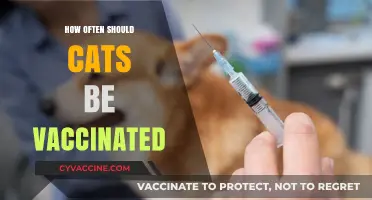 Essential Cat Vaccination Schedule: Frequency and Timing for Optimal Health