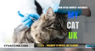 UK Cat Vaccination Schedule: How Often to Protect Your Feline Friend