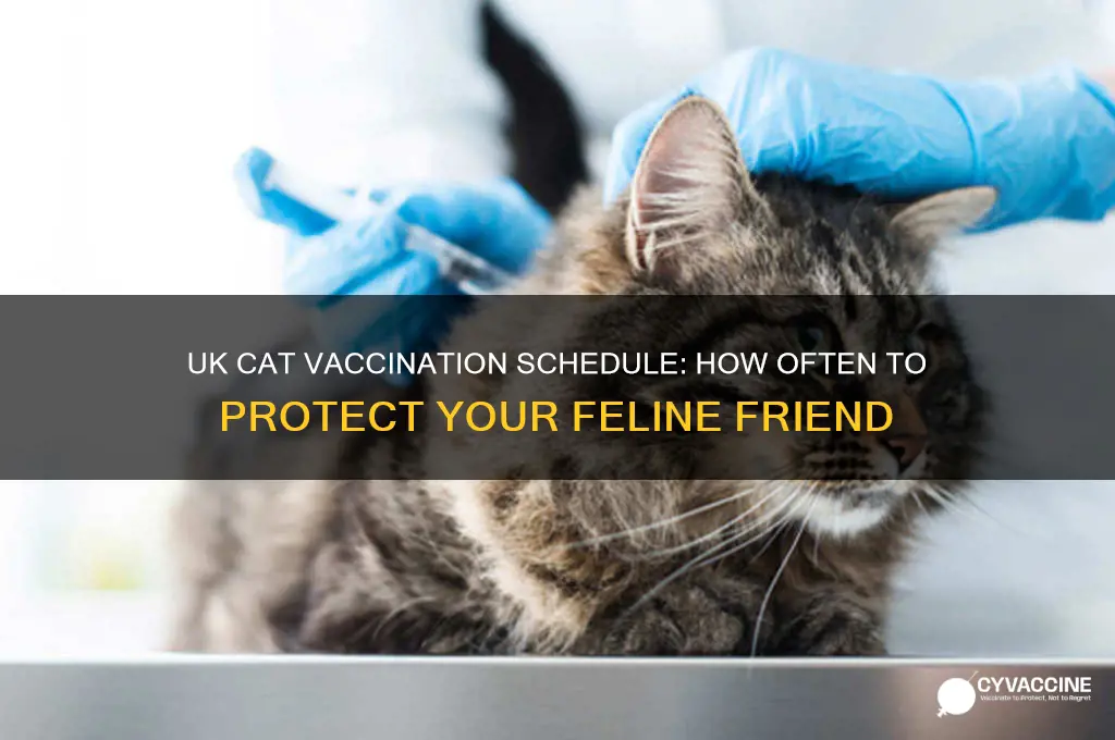 how often should i vaccinate my cat uk