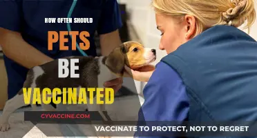 Pet Vaccination Frequency: Essential Guidelines for Optimal Health and Safety