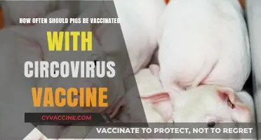 Optimal Circovirus Vaccination Frequency for Healthy Pig Herds