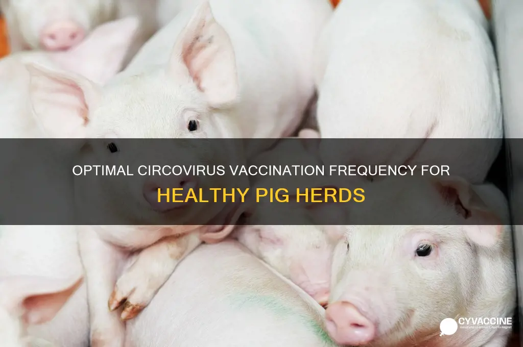 how often should pigs be vaccinated with circovirus vaccine