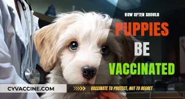 Puppy Vaccination Schedule: Essential Guide for Healthy Growth and Immunity