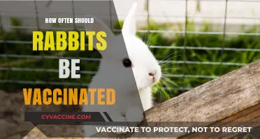 Essential Rabbit Vaccination Schedule: How Often to Protect Your Pet