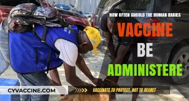 Human Rabies Vaccine: Optimal Administration Frequency for Maximum Protection