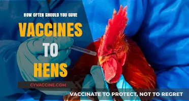 Optimal Vaccination Schedule for Healthy and Productive Backyard Hens