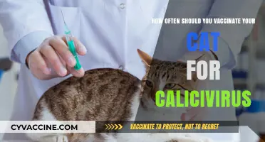 Calicivirus Vaccination Schedule: Optimal Timing for Your Cat's Health