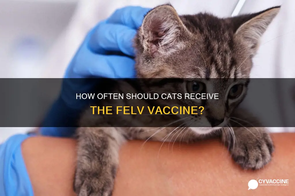 how often so i vaccinate felv