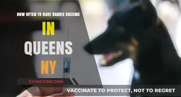 Queens NY Rabies Vaccine Schedule: How Often Should You Get It?