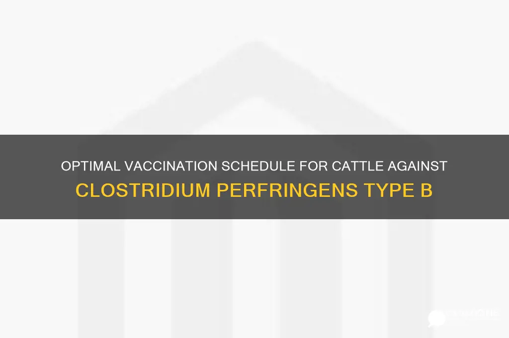 how often to vaccinate cattle for clostridium perfringens type b