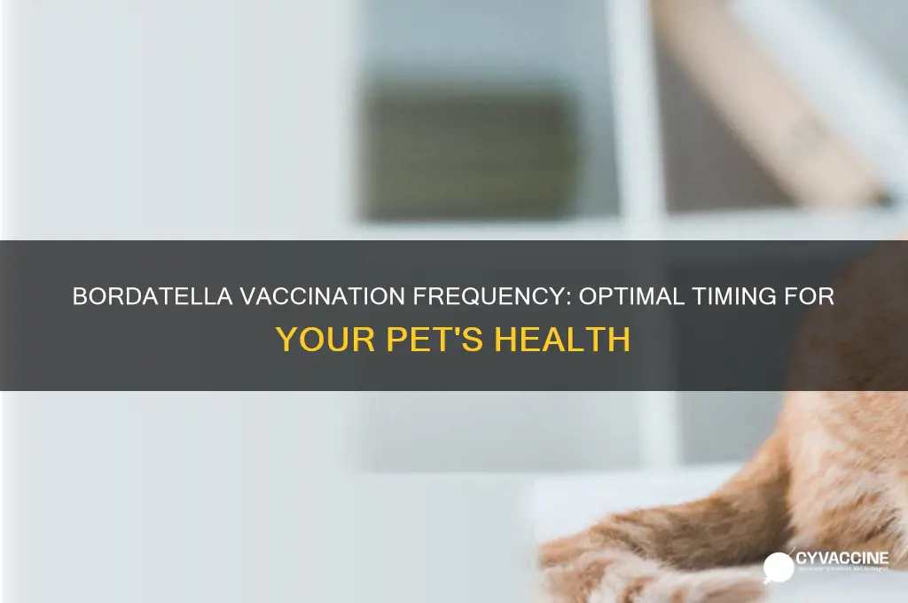 how often to vaccinate for bordatella