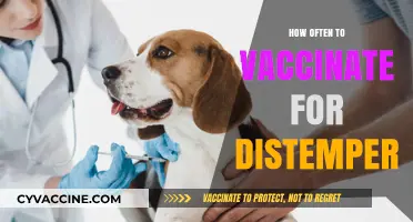 Distemper Vaccination Schedule: How Often Should Your Pet Be Vaccinated?