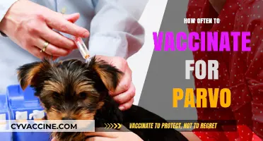 Parvo Vaccination Schedule: How Often Should Your Dog Be Vaccinated?