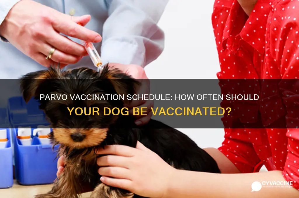 how often to vaccinate for parvo