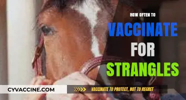 Strangles Vaccination Schedule: Optimal Timing for Equine Health Protection