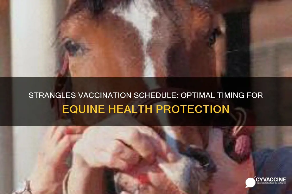 how often to vaccinate for strangles
