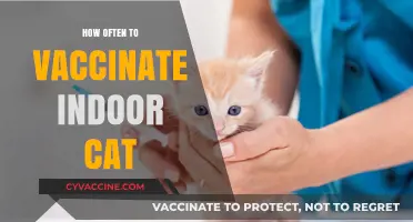 Indoor Cat Vaccination Schedule: Essential Tips for Pet Owners