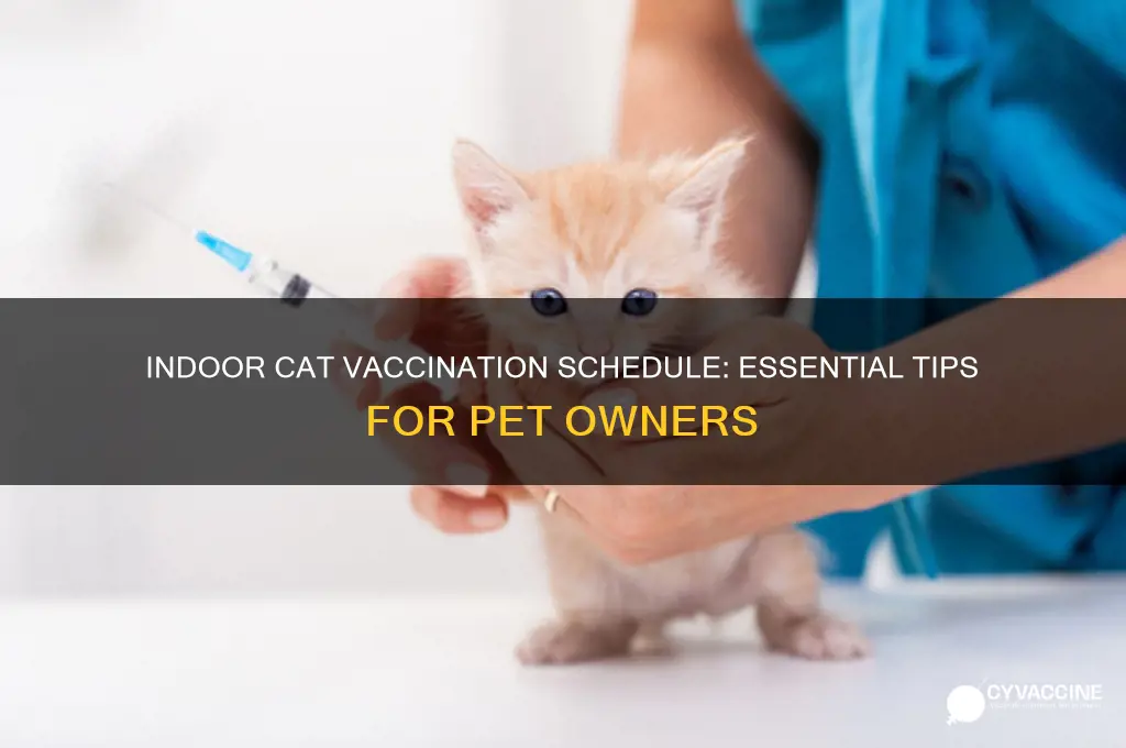 how often to vaccinate indoor cat