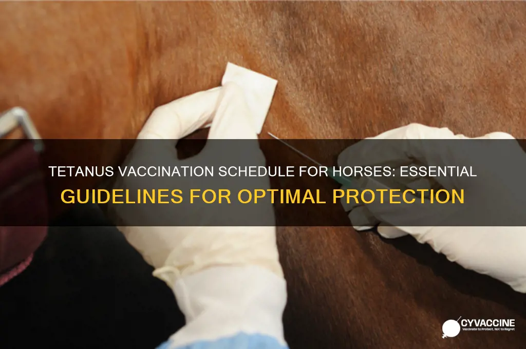 how often vaccinate for tetanus horses