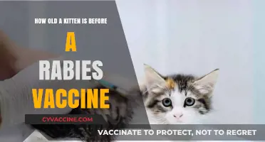 When to Vaccinate Your Kitten Against Rabies: Age Guidelines
