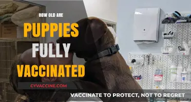 When Are Puppies Fully Vaccinated: A Complete Age Guide