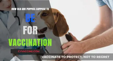 When to Vaccinate Puppies: The Ideal Age for Immunization
