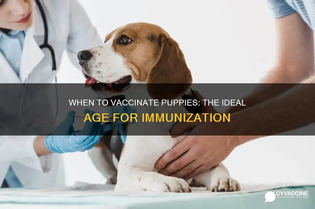 how old are puppies suppose to be for vaccination