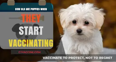 Puppy Vaccination: When to Start and Why It's Important