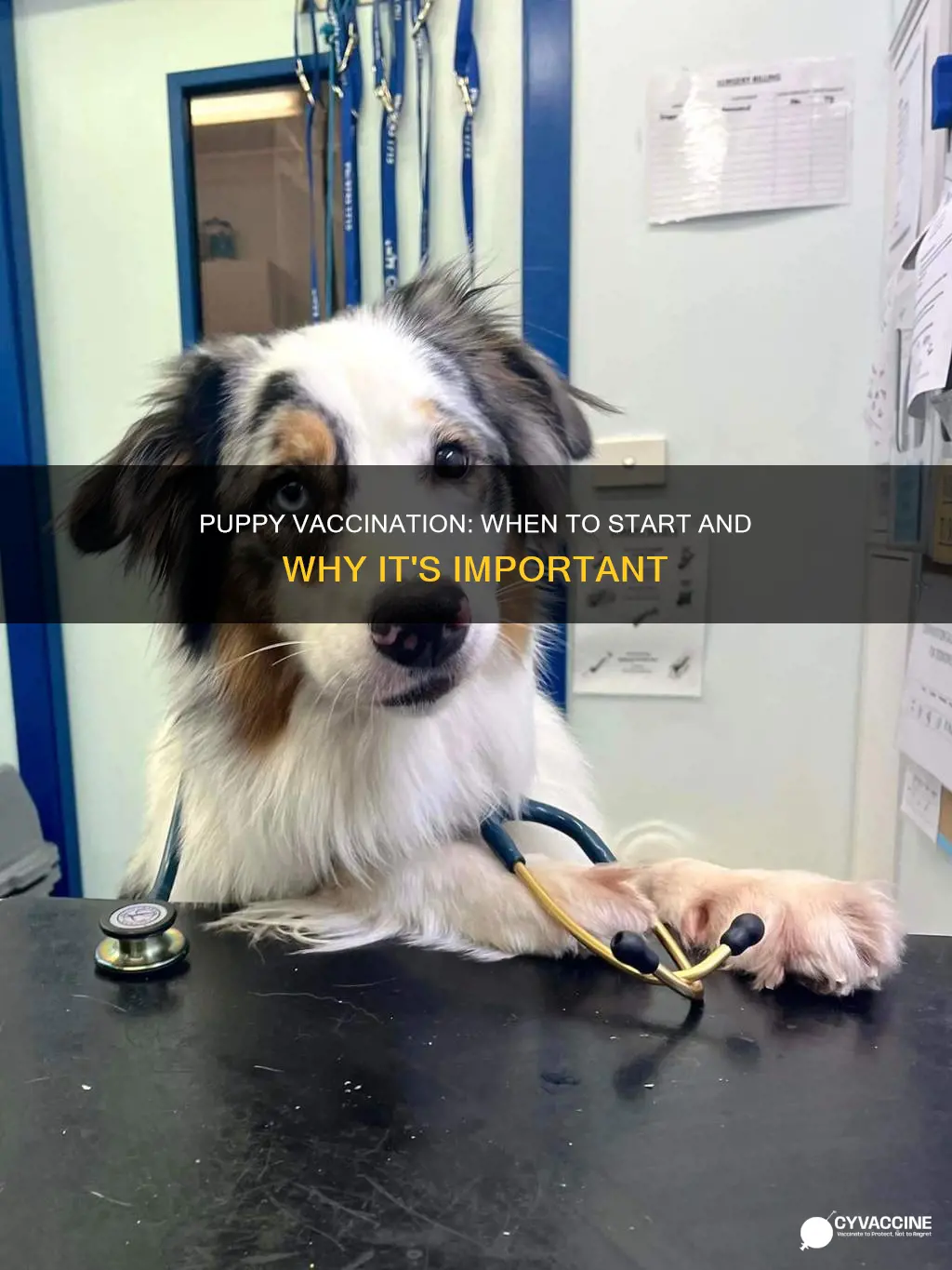 how old are puppies when they start vaccinating