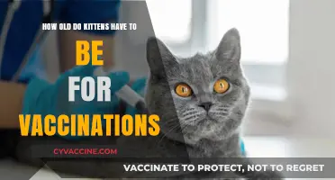 When to Vaccinate Kittens: Essential Age Guidelines for Pet Owners
