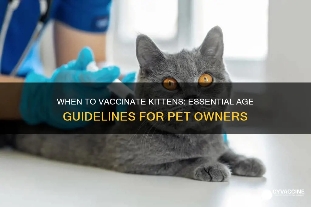 how old do kittens have to be for vaccinations