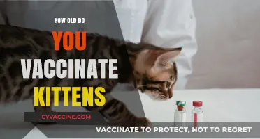 When to Vaccinate Kittens: A Complete Guide for New Owners