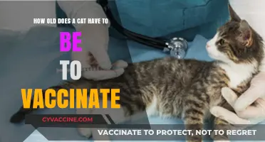 When to Vaccinate Your Kitten: Age Guidelines for Cat Vaccinations