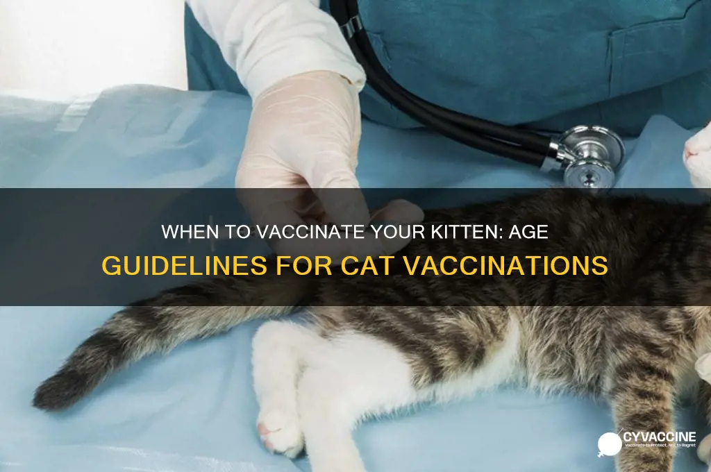 how old does a cat have to be to vaccinate