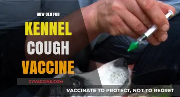 When to Vaccinate Your Dog Against Kennel Cough: Age Guidelines