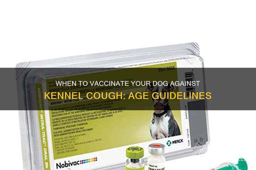 how old for kennel cough vaccine