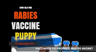 When to Vaccinate Your Puppy Against Rabies: A Complete Guide