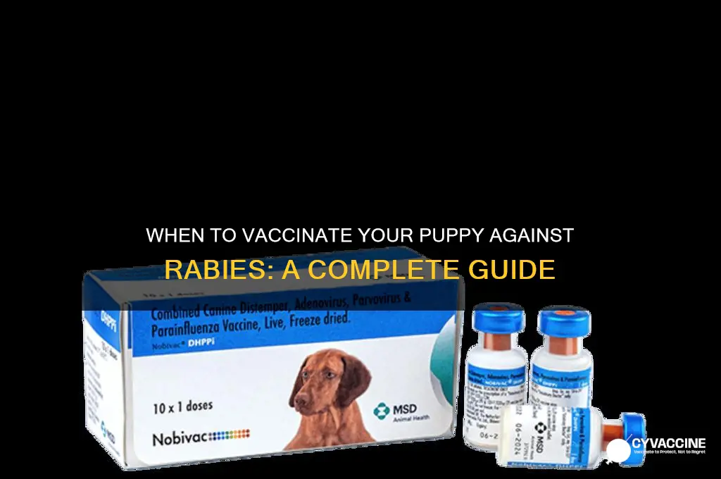 how old for rabies vaccine puppy