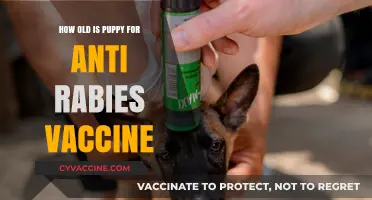 When to Vaccinate Your Puppy Against Rabies: Age Guidelines