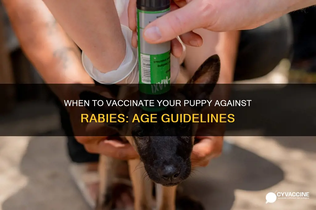 how old is puppy for anti rabies vaccine