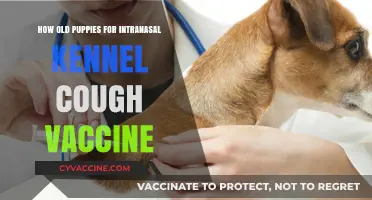 When to Vaccinate Puppies Against Kennel Cough: Intranasal Vaccine Timing