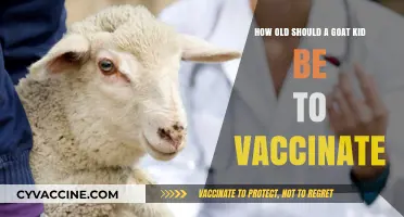 When to Vaccinate Goat Kids: A Guide for Farmers