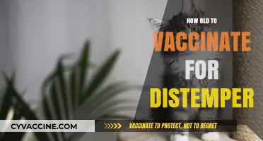 When to Vaccinate Your Pet Against Distemper: Age Guidelines