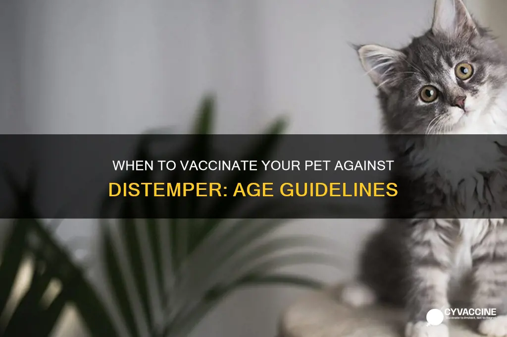 how old to vaccinate for distemper