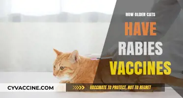 Rabies Vaccines for Senior Cats: Essential Protection for Older Felines