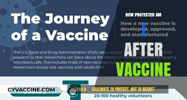 Vaccine Protection: Understanding Your Immunity Post-Vaccination and Safety Levels