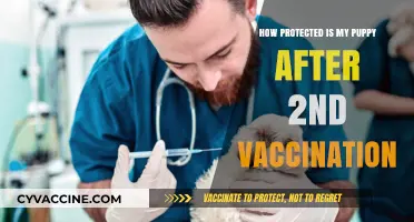 Puppy Vaccination Safety: Understanding Protection After the Second Shot