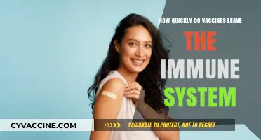 How Long Do Vaccines Stay in Your Immune System?
